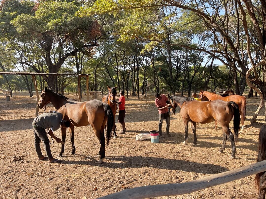 Horseback adventures in Malawi: horse care grooming