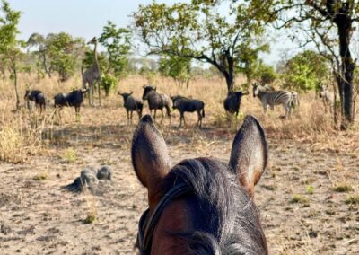 Malawi Horseback Riding: wildebeests, giraffe and zebra