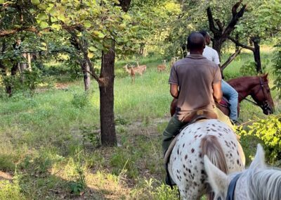 Horseback game viewing: impalas and horses at Kuti Wildlife Reserve